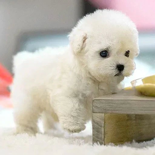KuschelPaw Interaktiver Plüschhund Dynamisch Reagierend