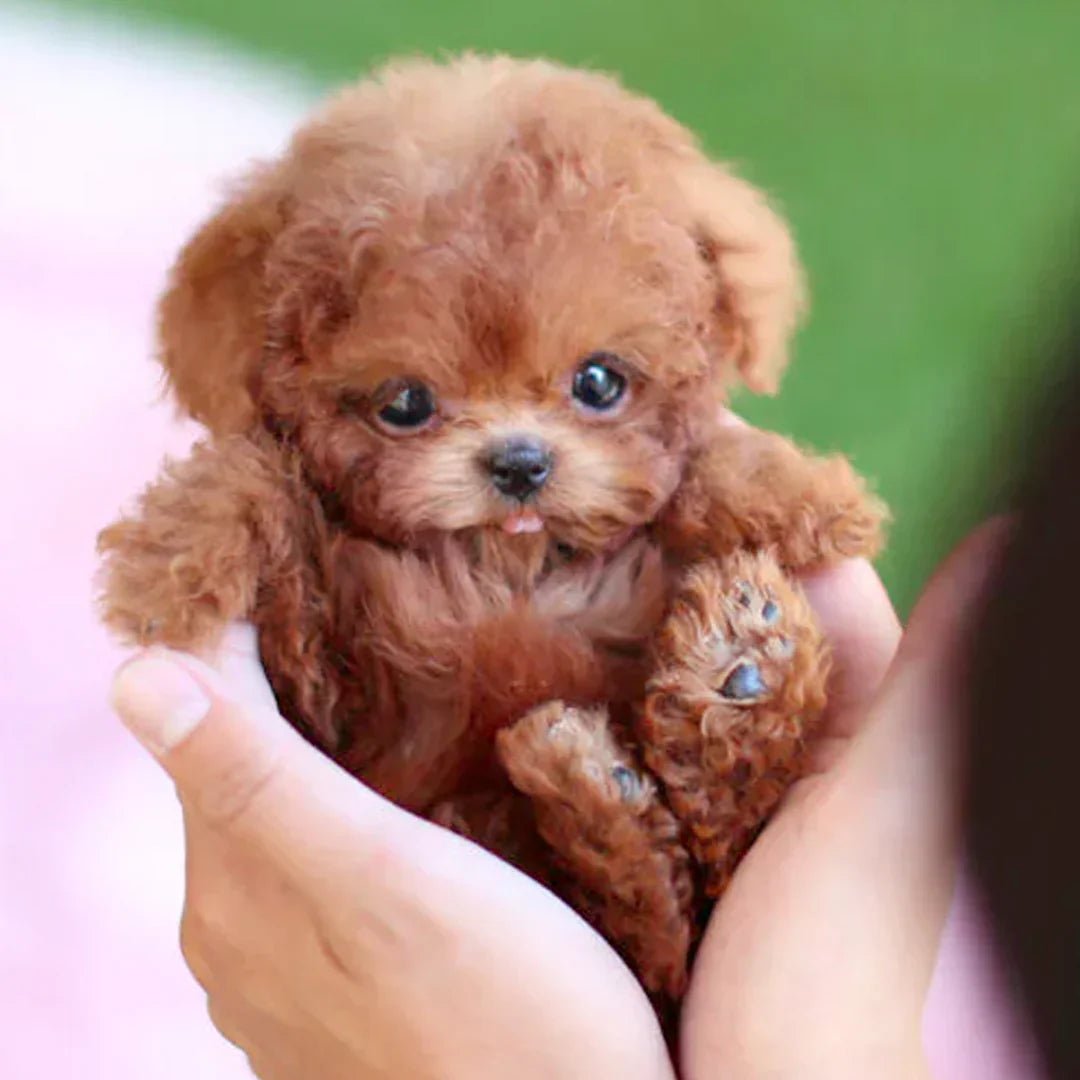 KuschelPaw Interaktiver Plüschhund Dynamisch Reagierend